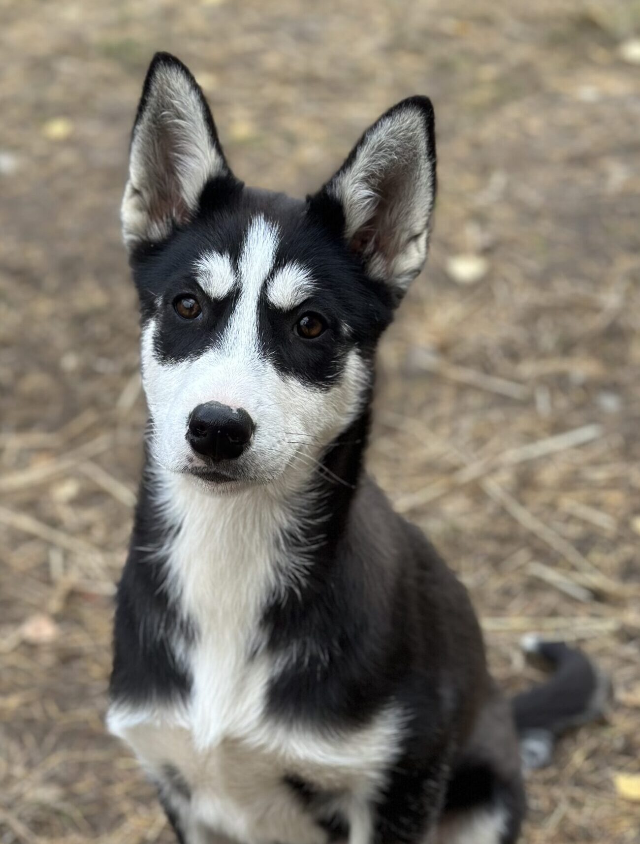 Wild Kemijoki huskies – pure breed huskies … pure experience